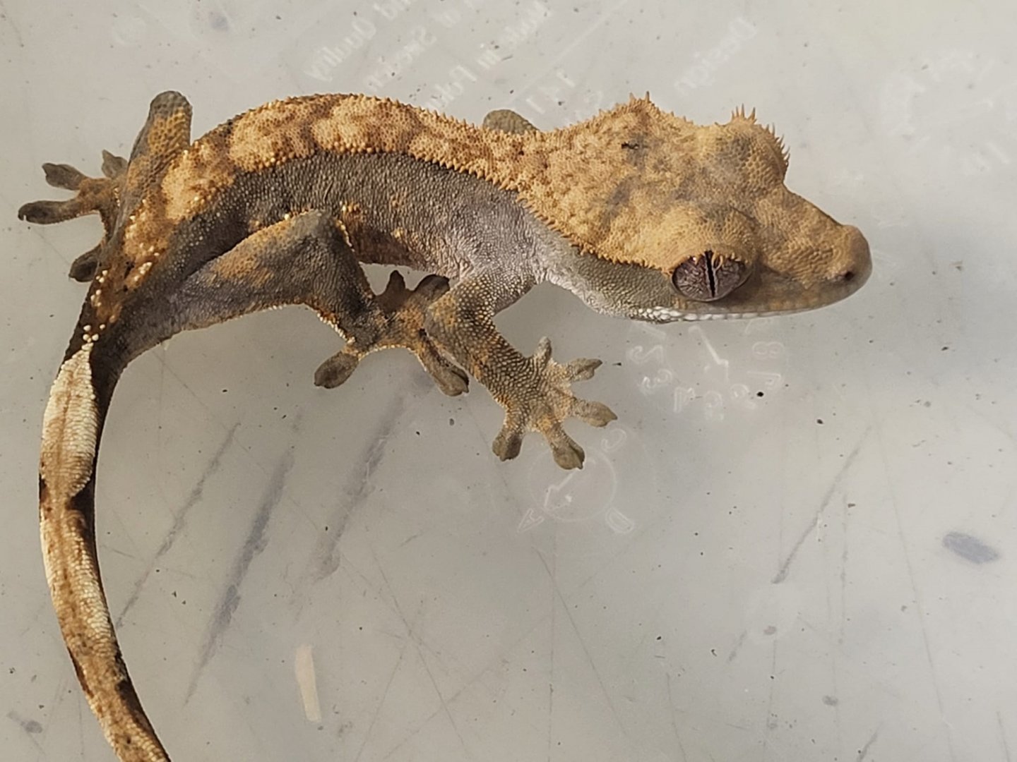 Correlophus ciliatus