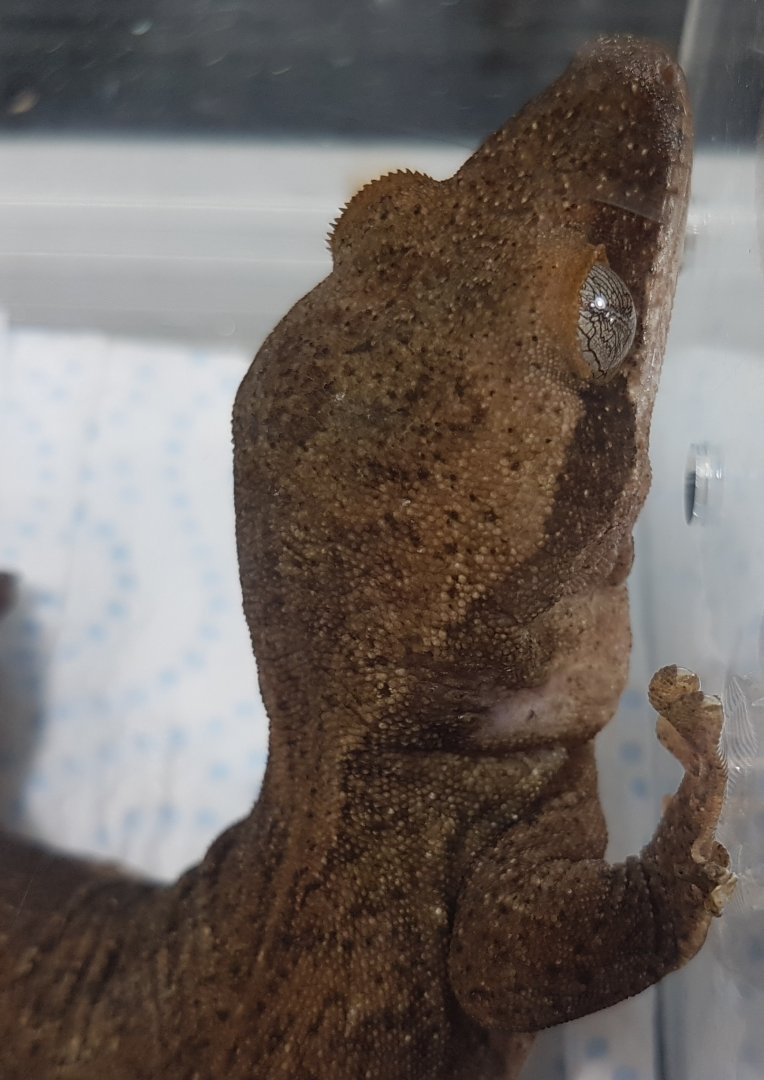 Correlophus sarasinorum