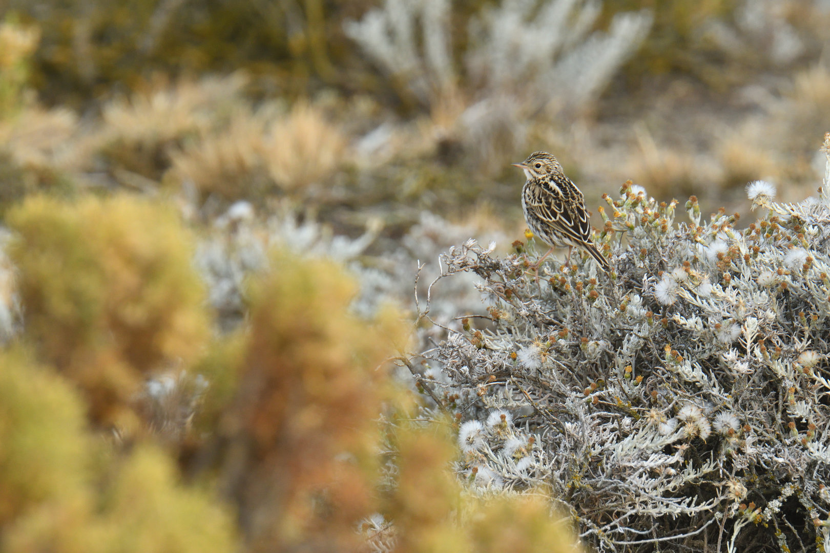 Correndera Pipit Anthus correndera