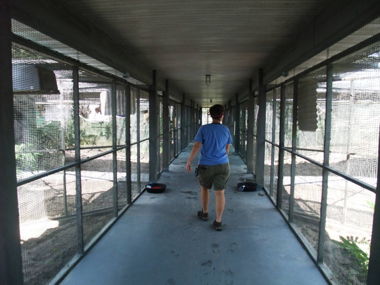 Corridor between enclosures at Lubee Bat Conservancy, 11/10/13