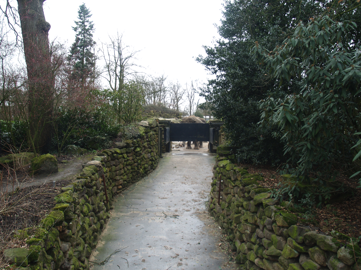 Corridor for Asian elephants between outdoor exhibit and underground stables, 2008-03-01