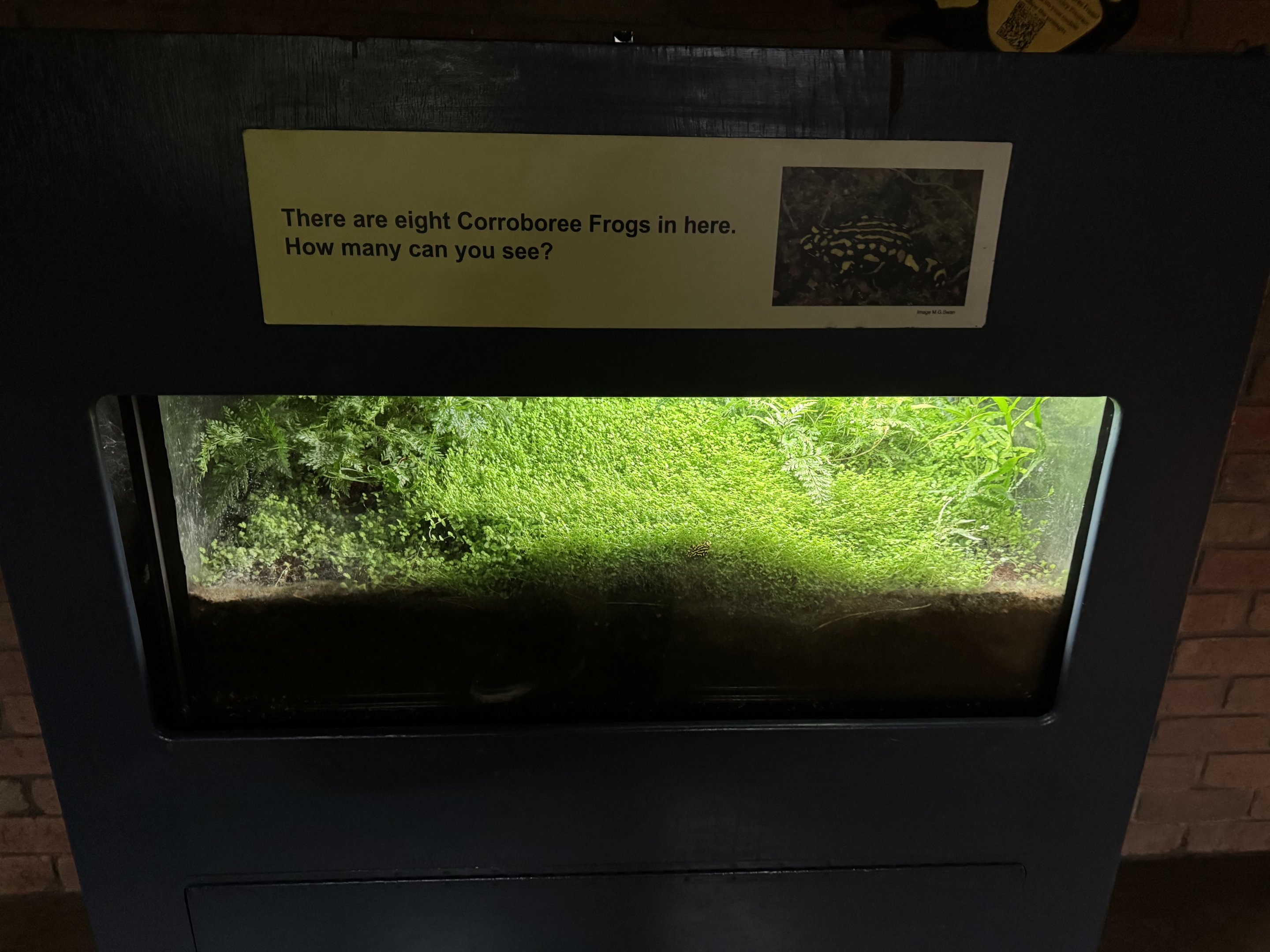 Corroboree frog enclosure