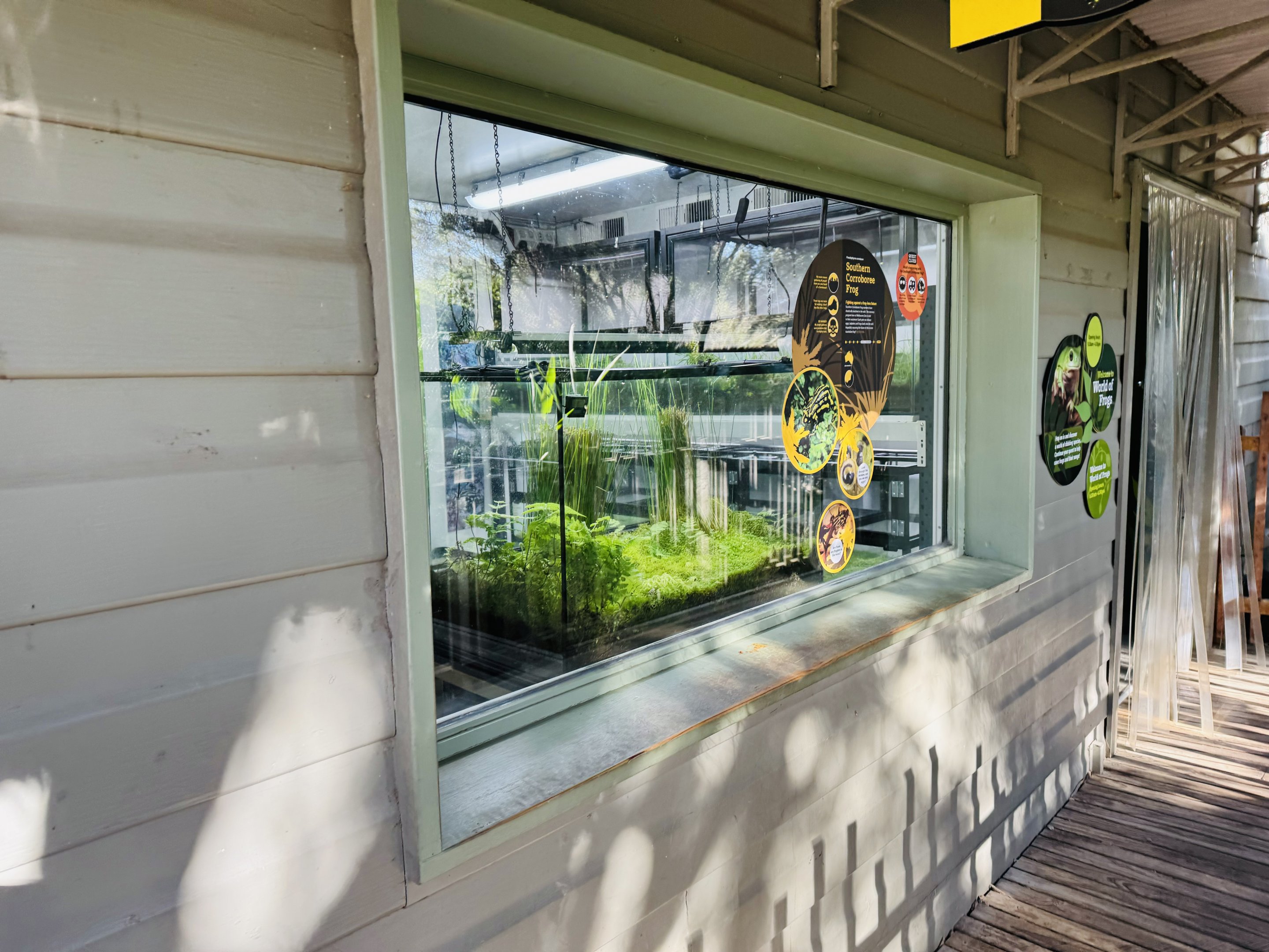 Corroboree frog enclosure