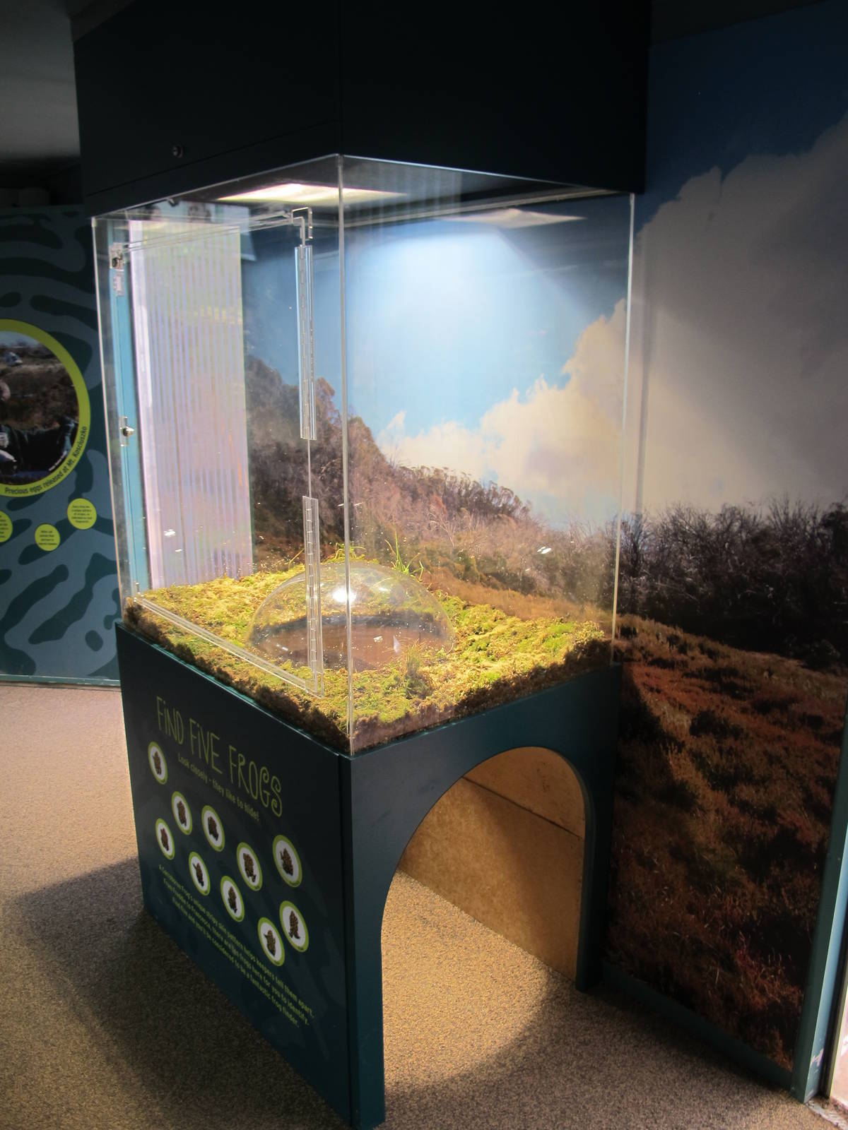 Corroboree Frog Exhibit - Healesville Sanctuary 2013