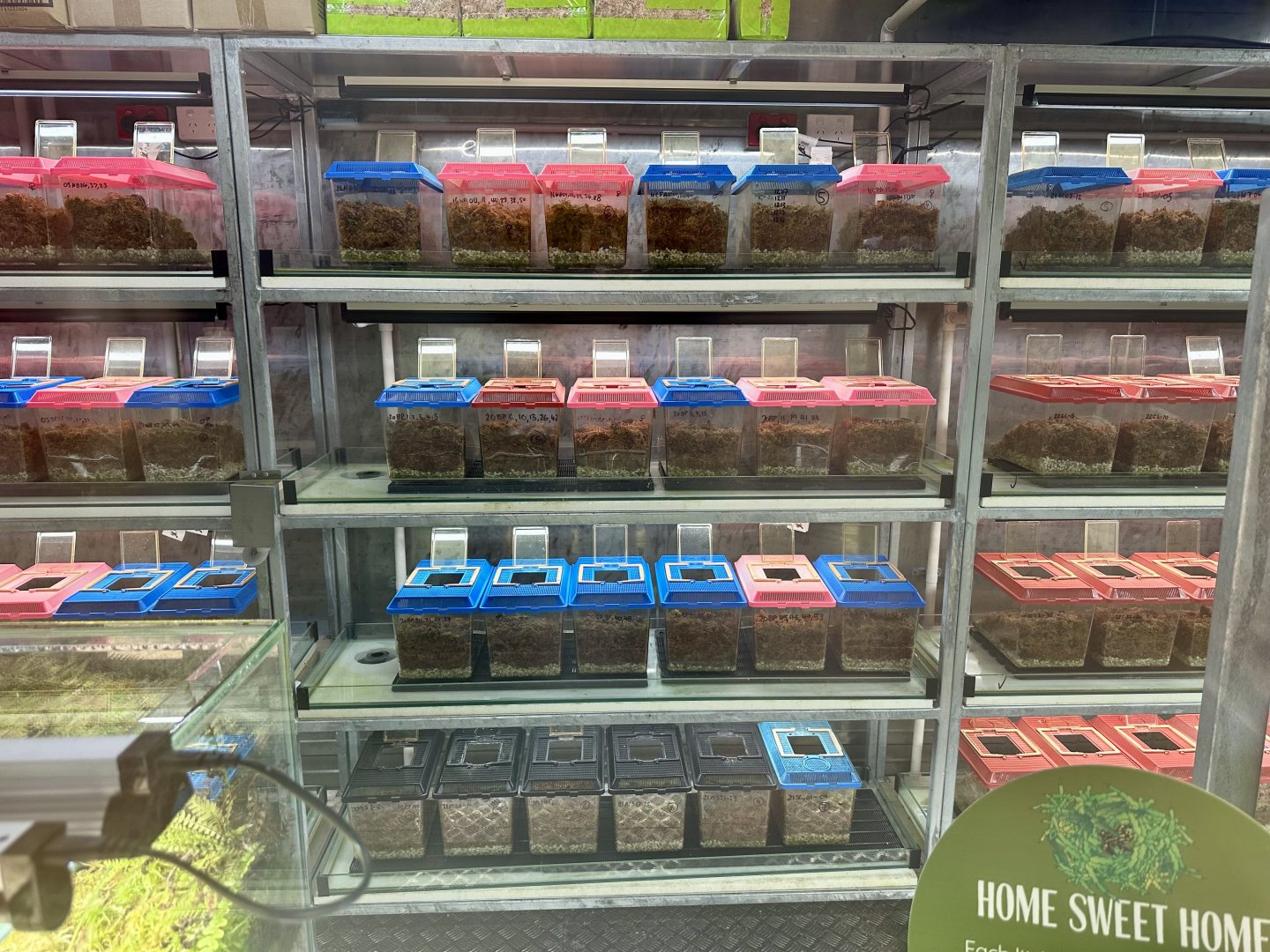 Corroboree Frog House (Interior)