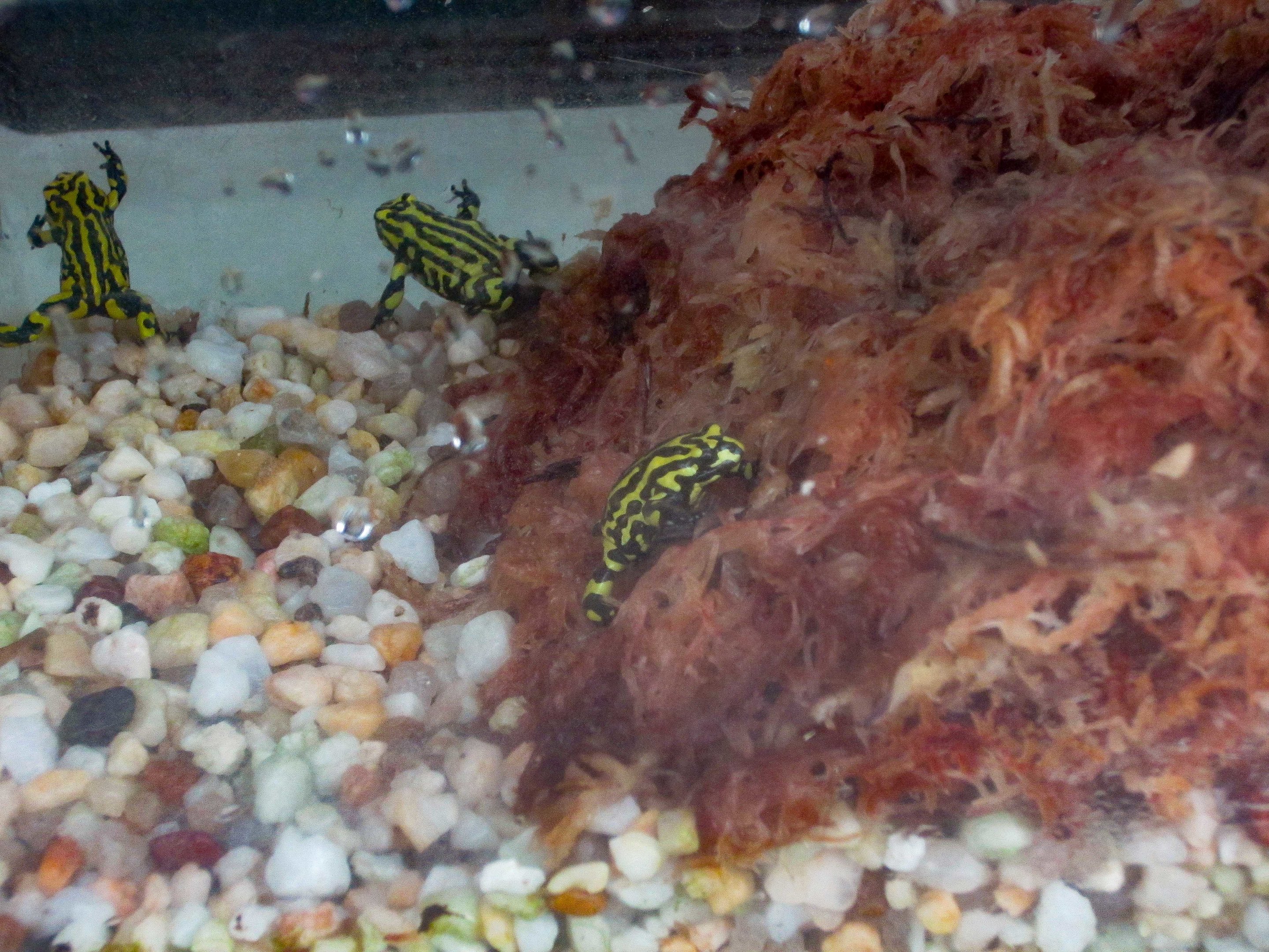 Corroboree Frog