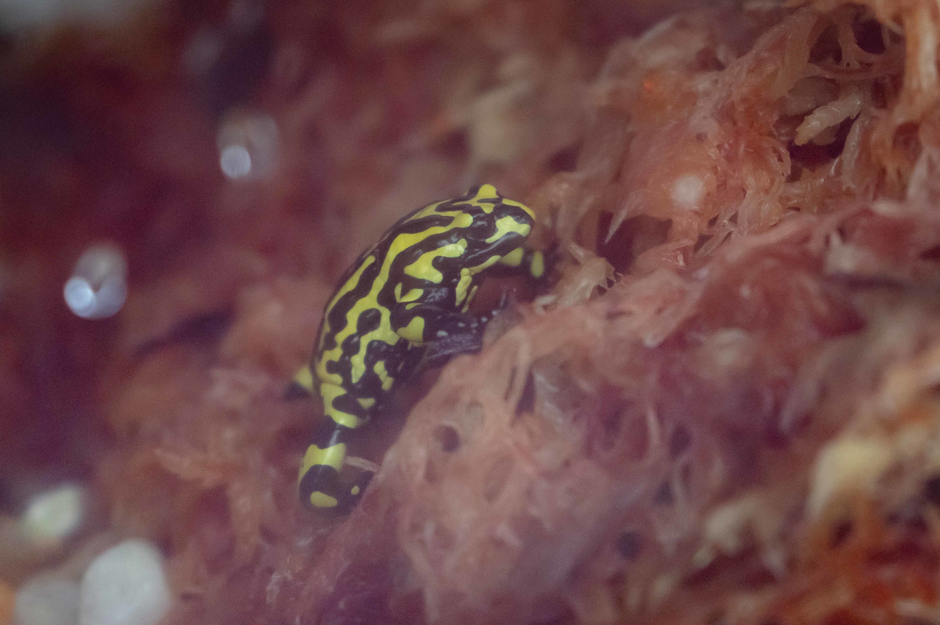 Corroboree Frog