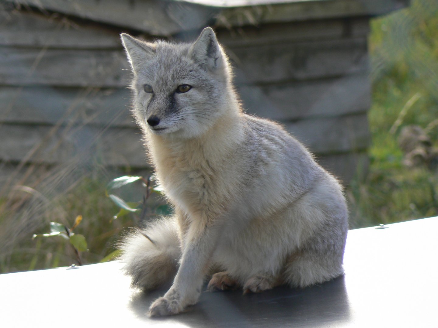 Corsac Fox - 16 October 2016