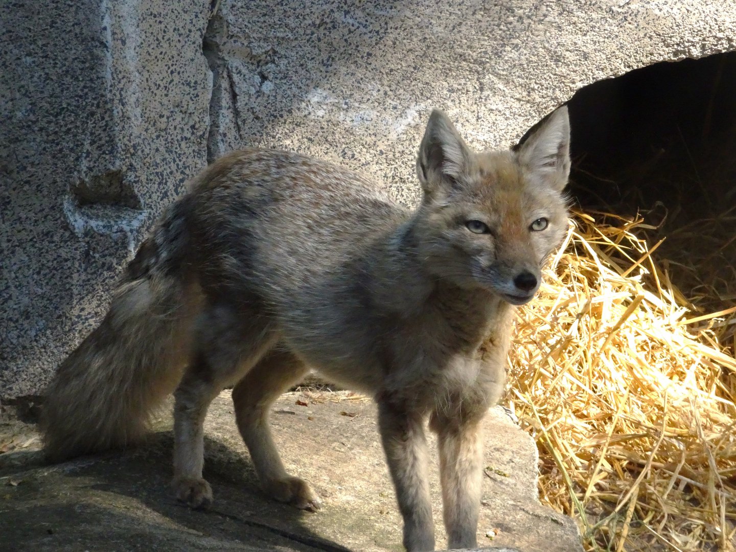 Corsac Fox       22 May 2025