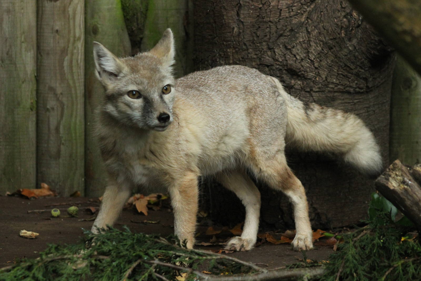Corsac Fox - 23rd September 2015