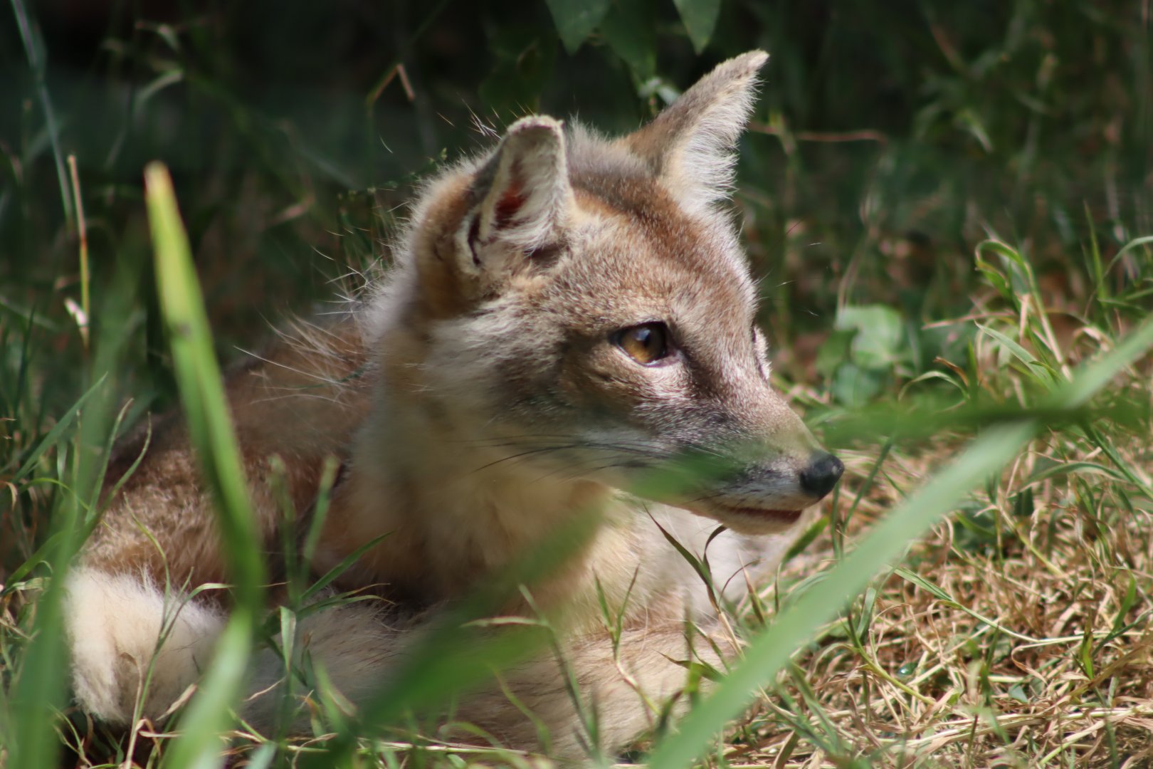 Corsac Fox - 6th July 2024