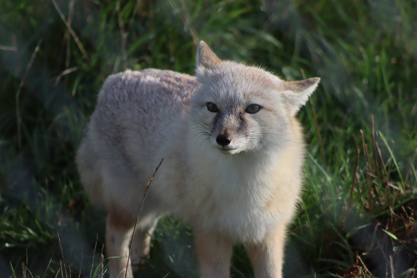 Corsac fox - 8 November 2022