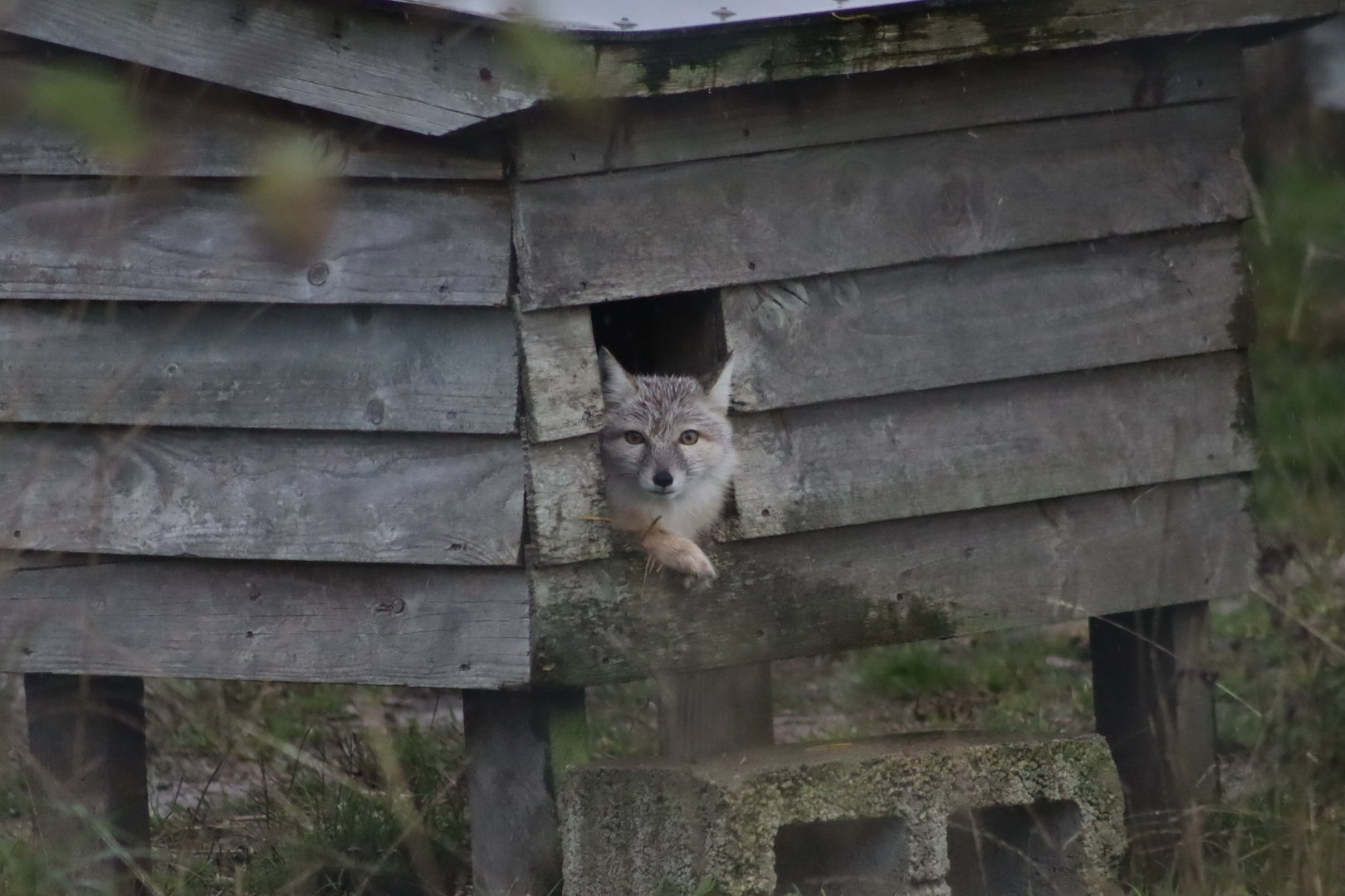 Corsac fox - 8 November 2022