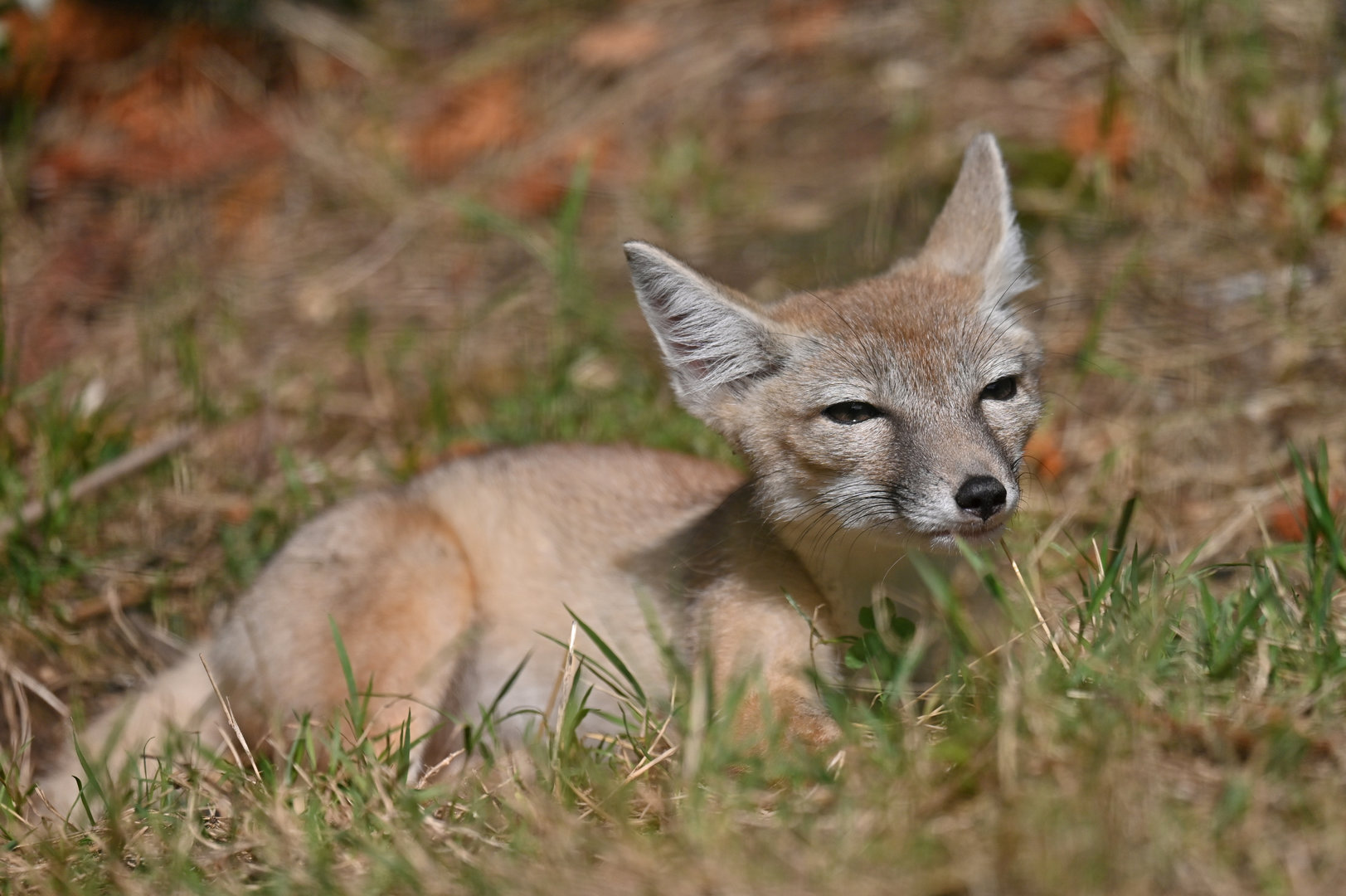 Corsac fox (Alopex corsac)