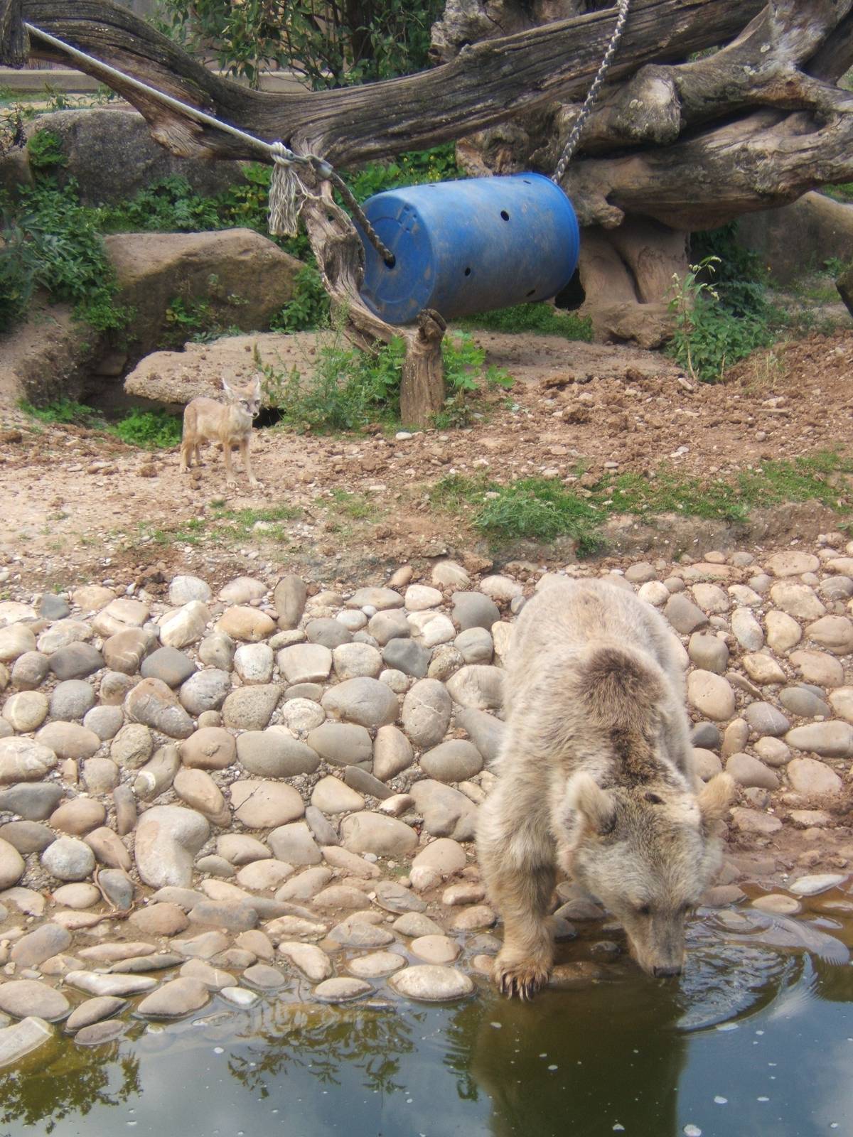 Corsac Fox and Syrian Bear