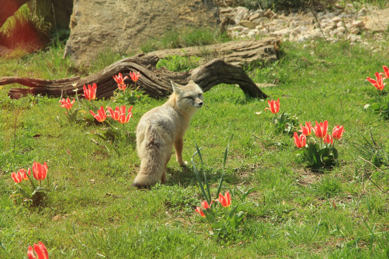 Corsac Fox (April 2018)