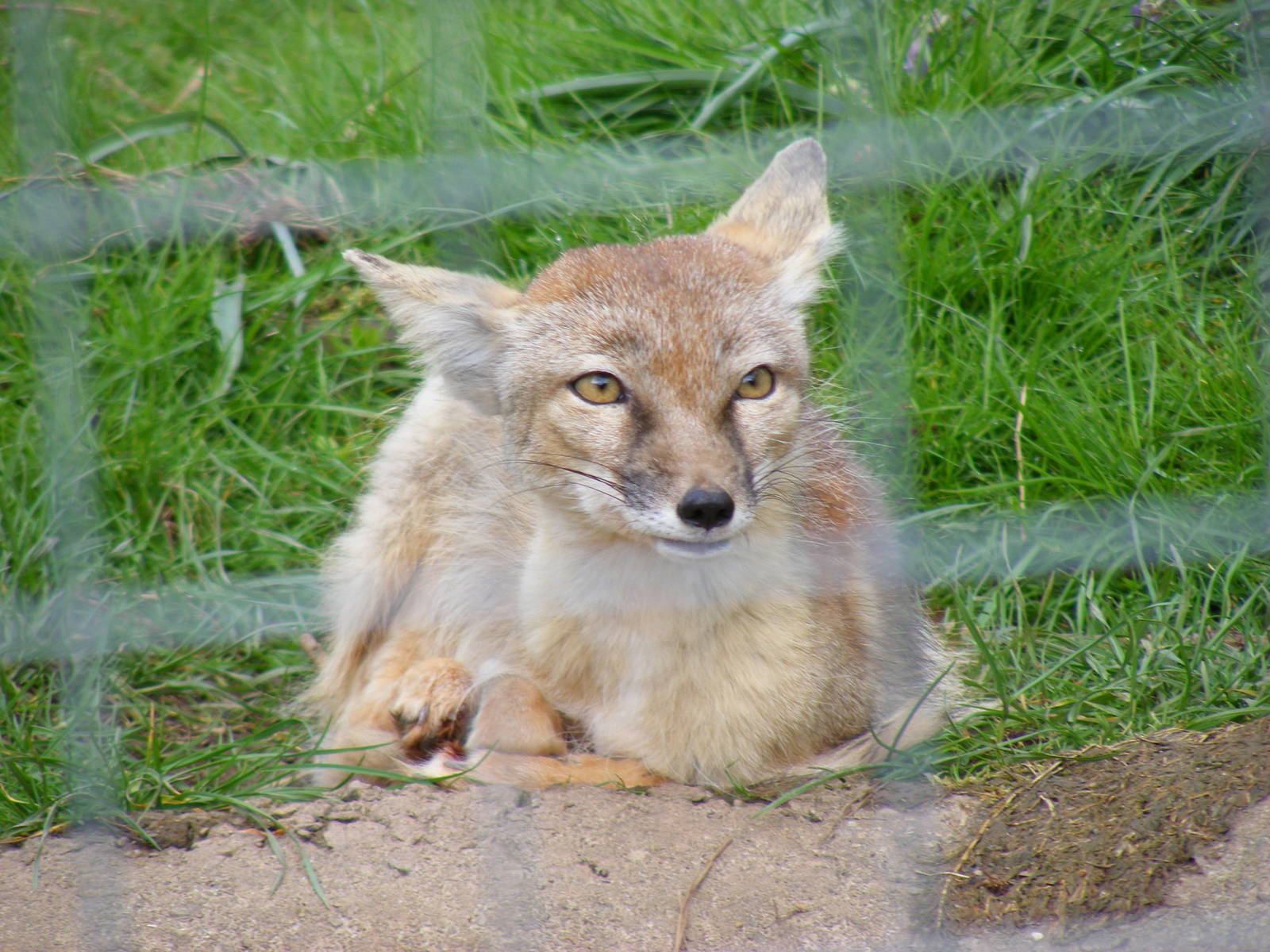 Corsac fox at Galloway Wildlife Conservation Park, 16 May 2010