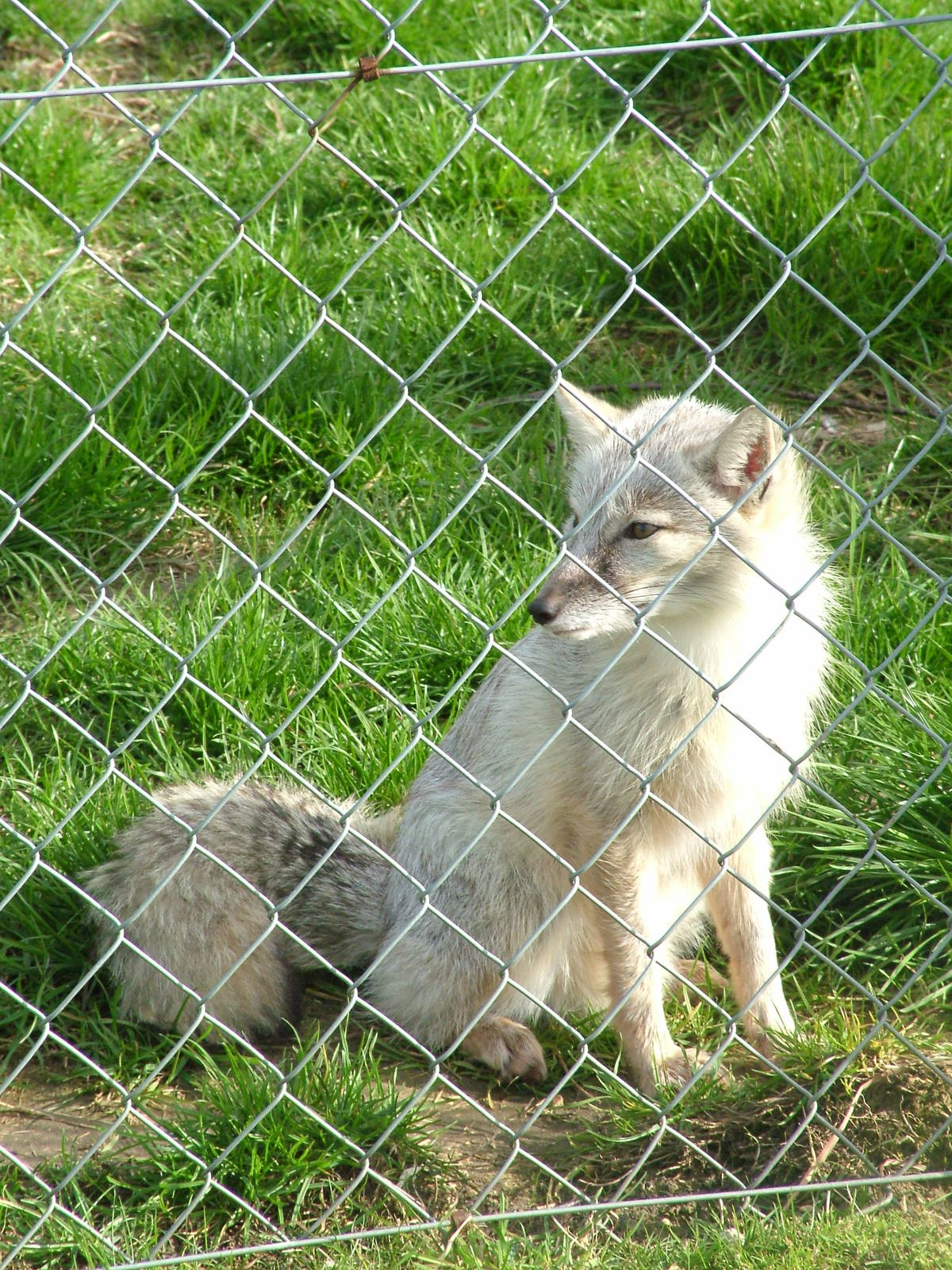 Corsac Fox at Hamerton 05/04/10