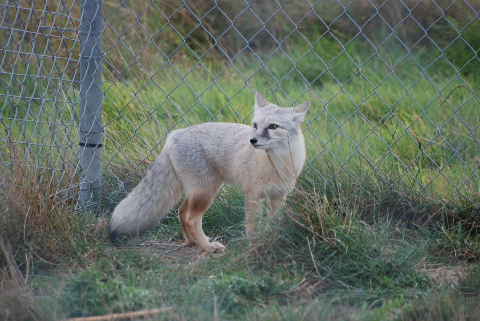 Corsac Fox at Hamerton, 08/10/11