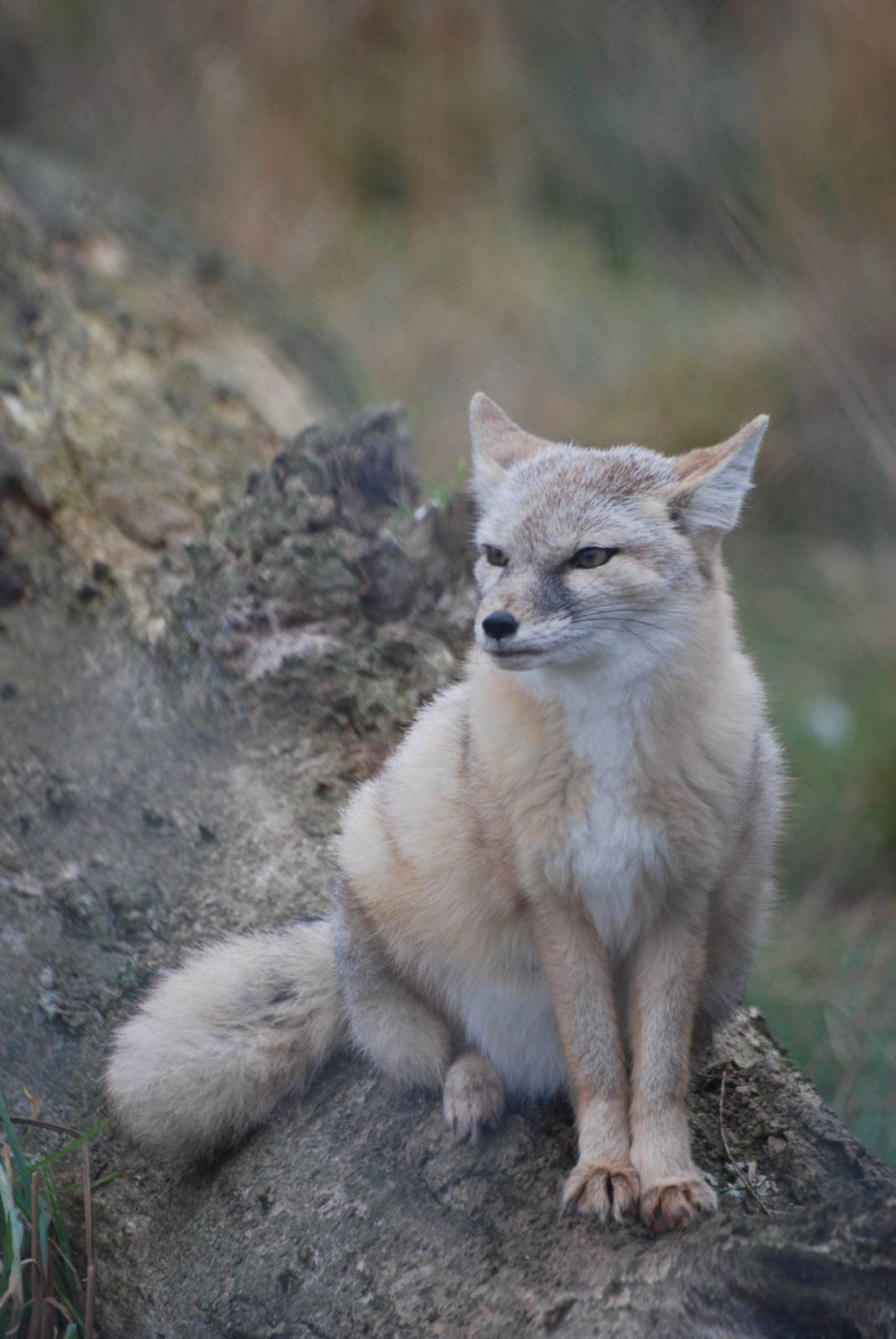 Corsac Fox at Hamerton, 08/10/11