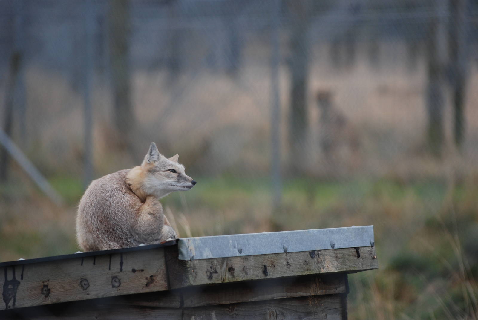 Corsac Fox at Hamerton, 08/10/11