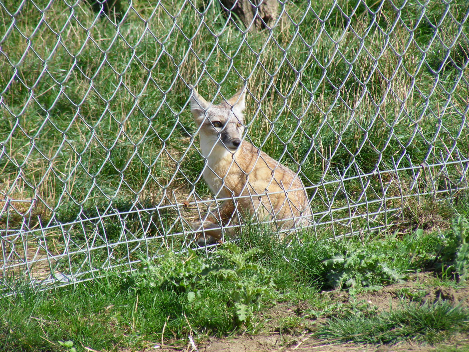 Corsac fox at Hamerton Zoo, 12 September 2010