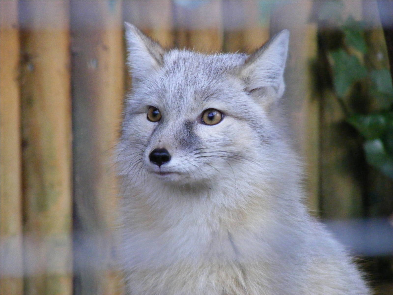Corsac fox at Paradise Wildlife Park, 22 November 2009