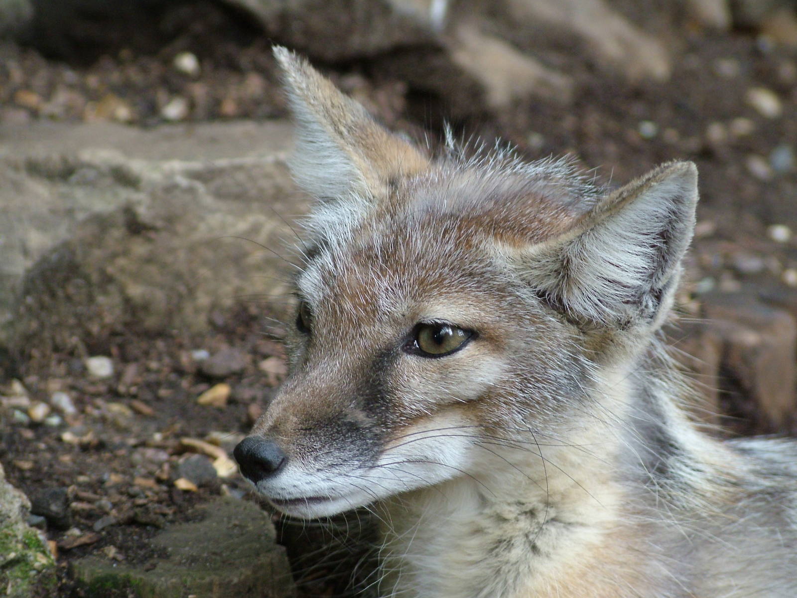Corsac Fox at Paradise WP, Broxbourne 25/07/09