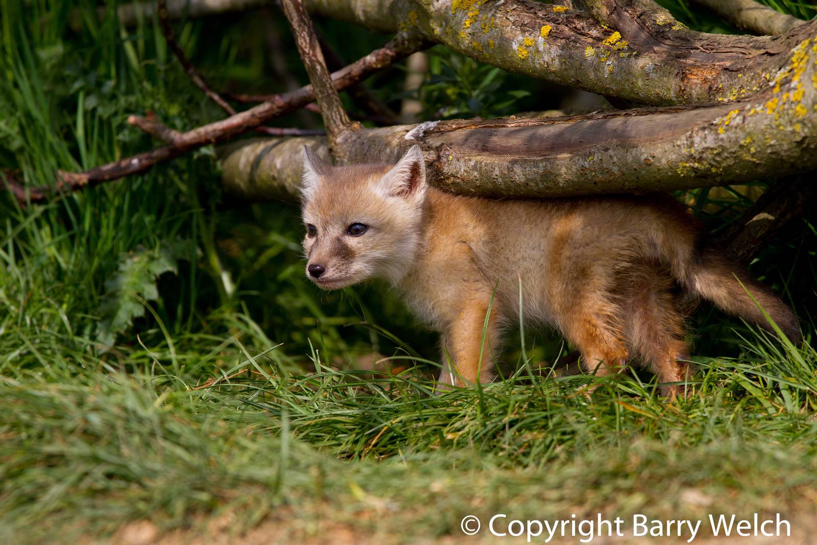 Corsac Fox cub