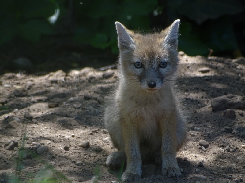 Corsac fox cub