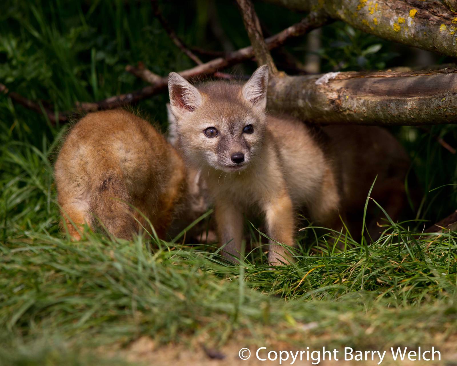 Corsac Fox cubs