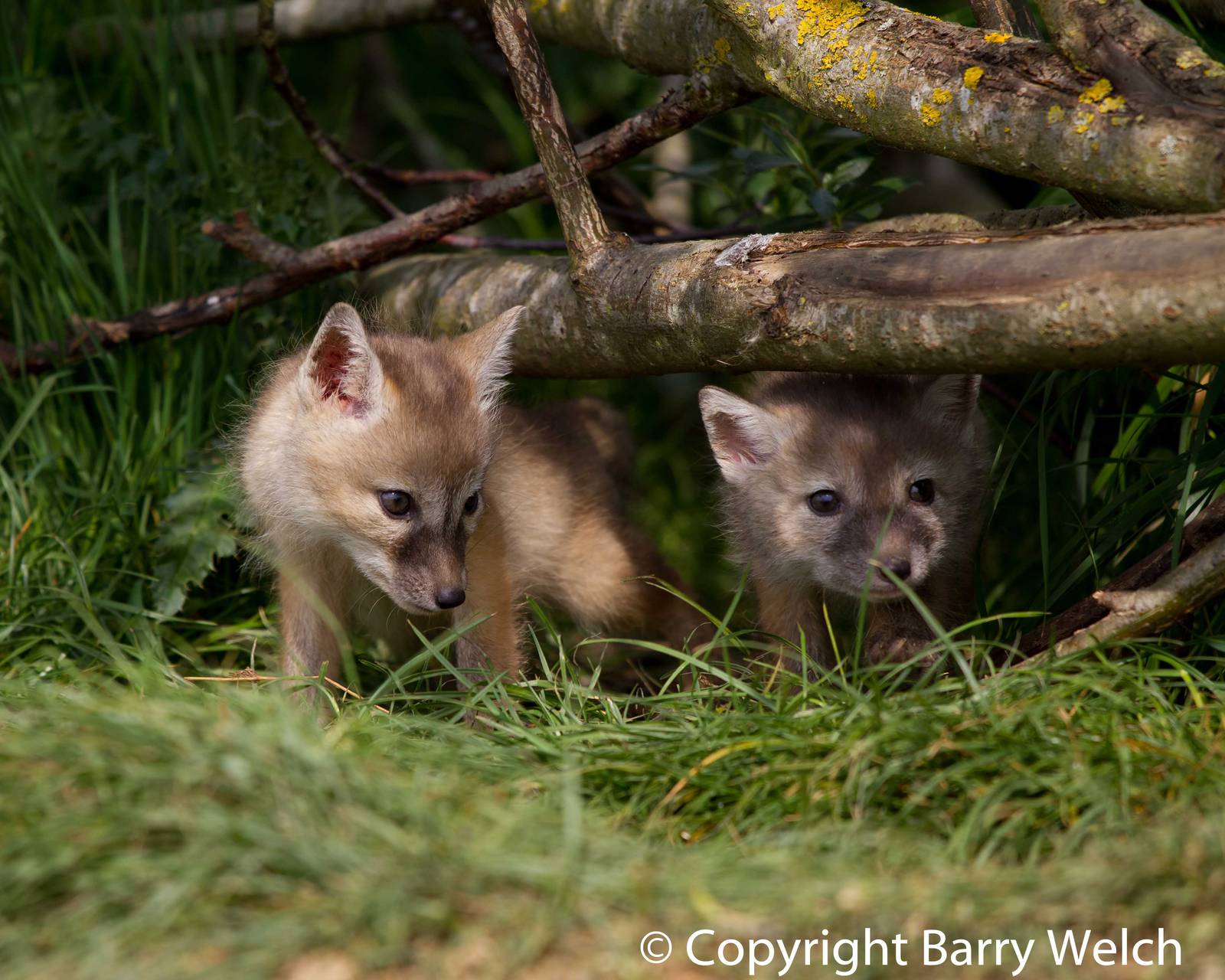 Corsac Fox cubs