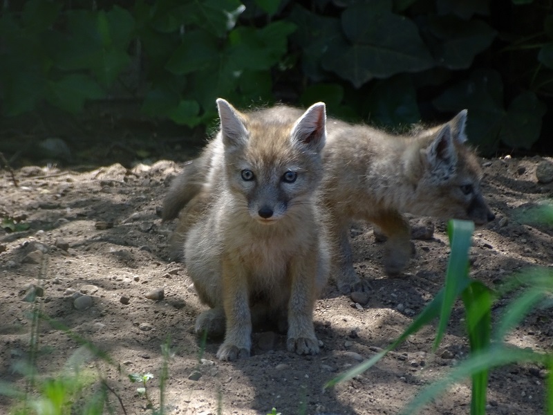 Corsac fox cubs