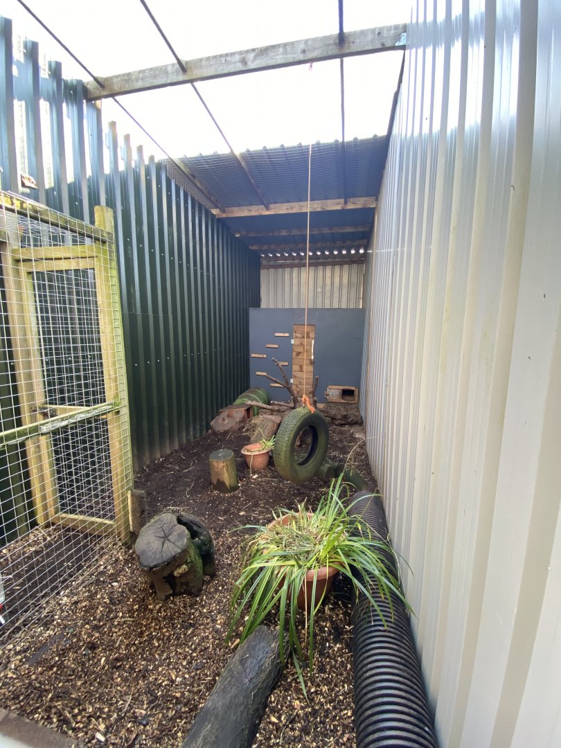 Corsac fox enclosure 020325