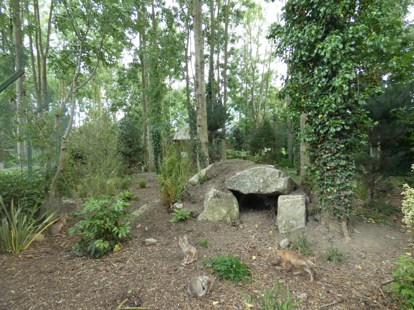 Corsac fox enclosure (2)