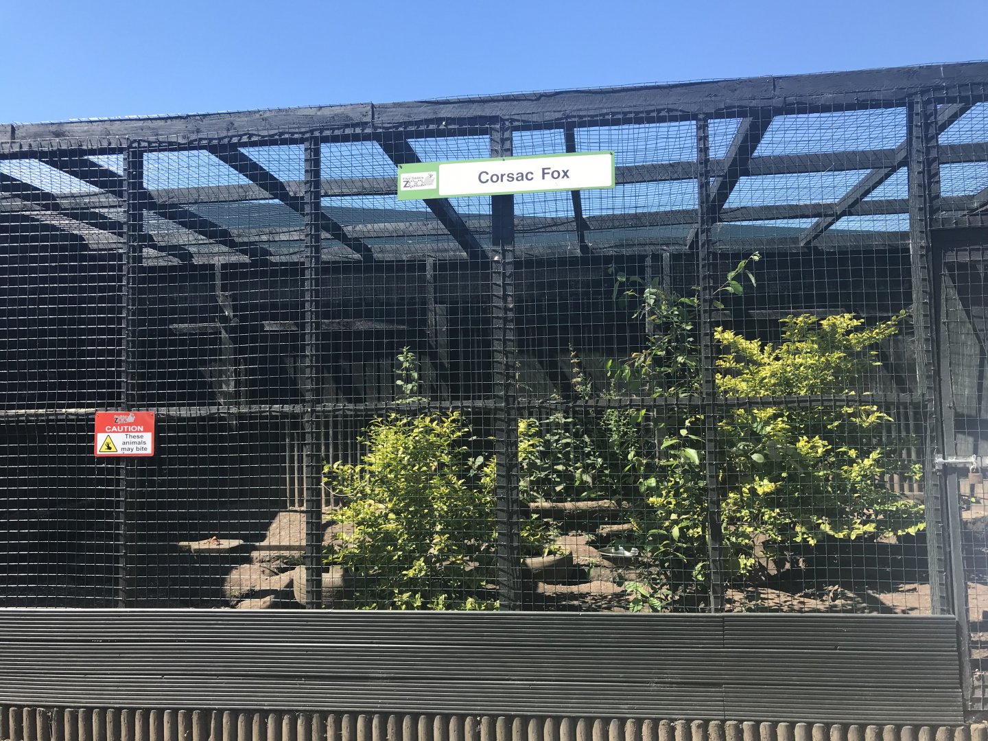 Corsac fox enclosure (2)