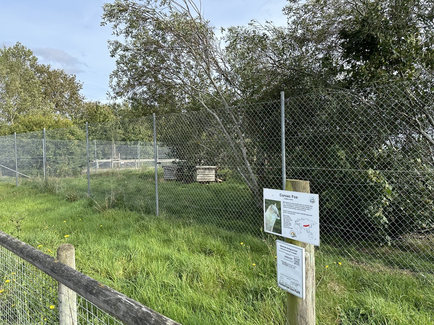 Corsac Fox Enclosure at Hamerton Zoo Park (October 2023)