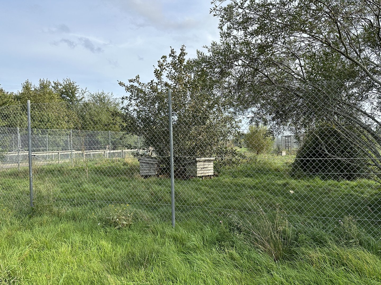 Corsac Fox Enclosure at Hamerton Zoo Park (October 2023)