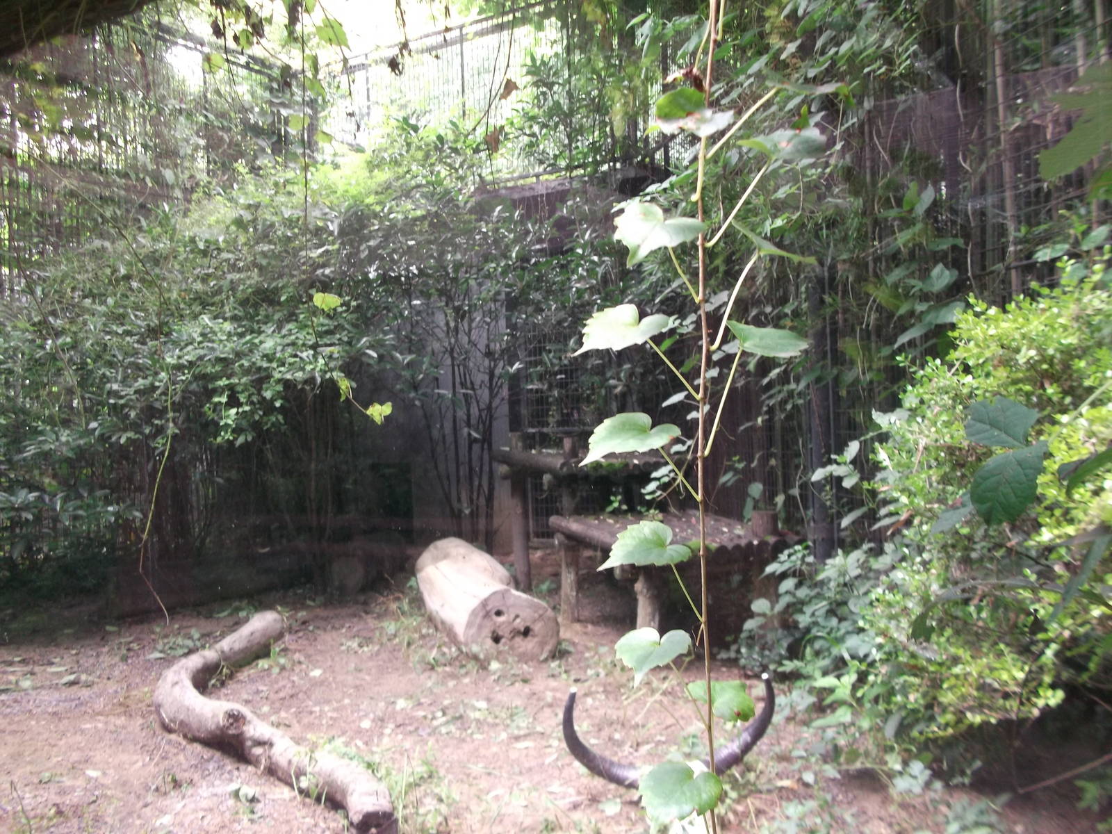 Corsac Fox enclosure