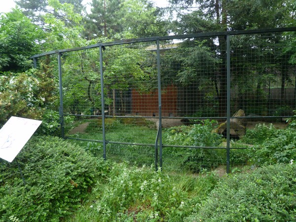 Corsac fox enclosure