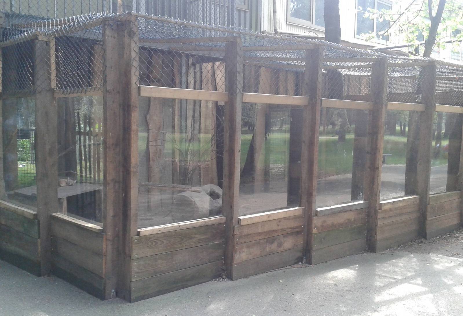 Corsac fox enclosure