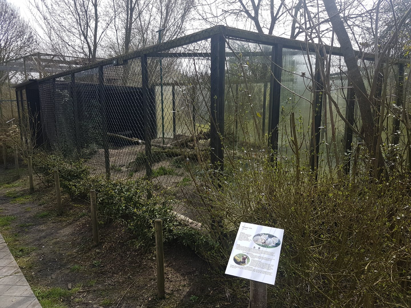 Corsac fox-enclosure