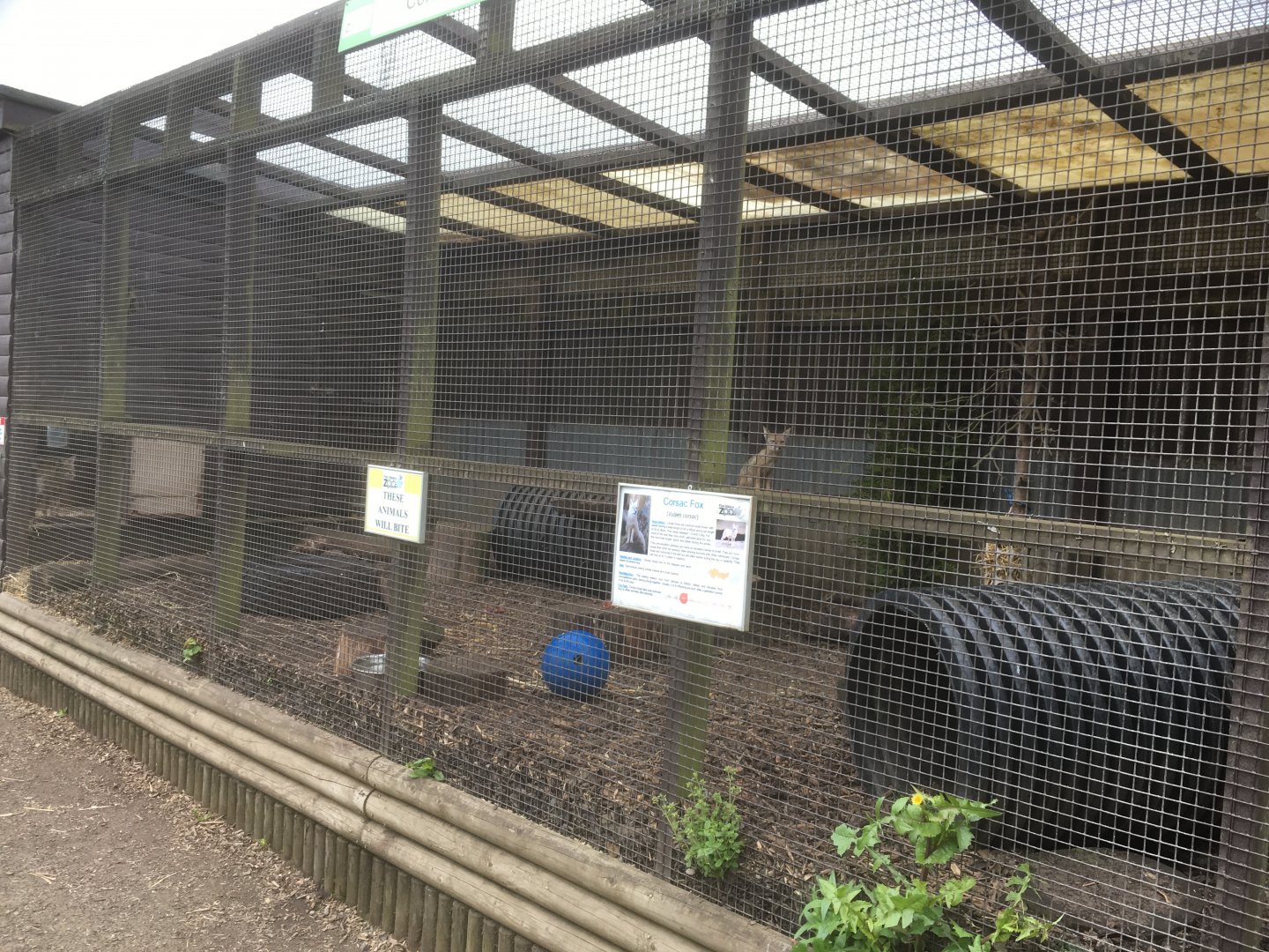 Corsac fox enclosure