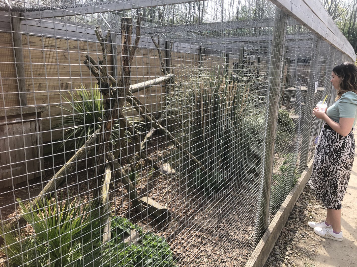 Corsac Fox Enclosure