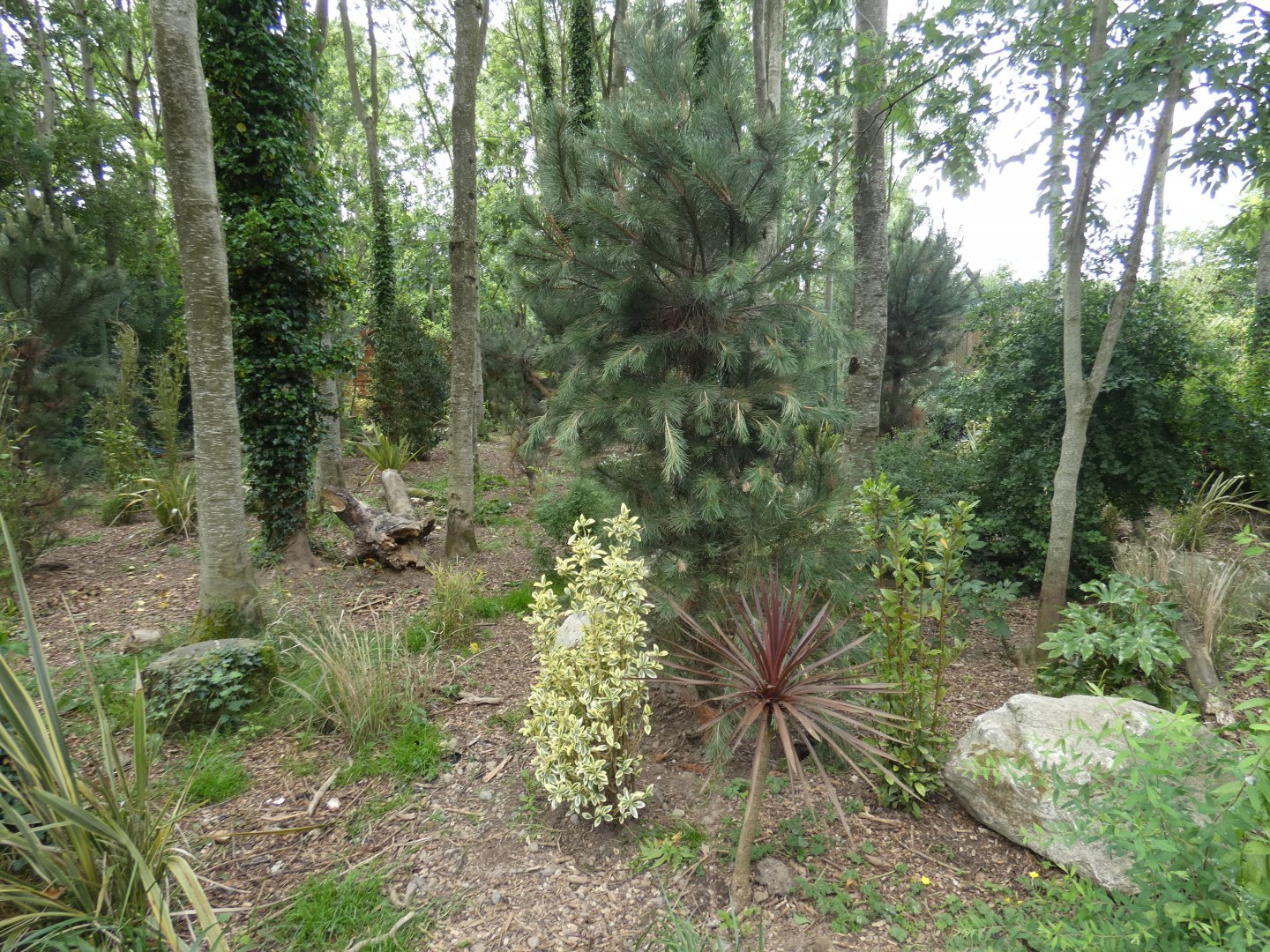 Corsac fox enclosure