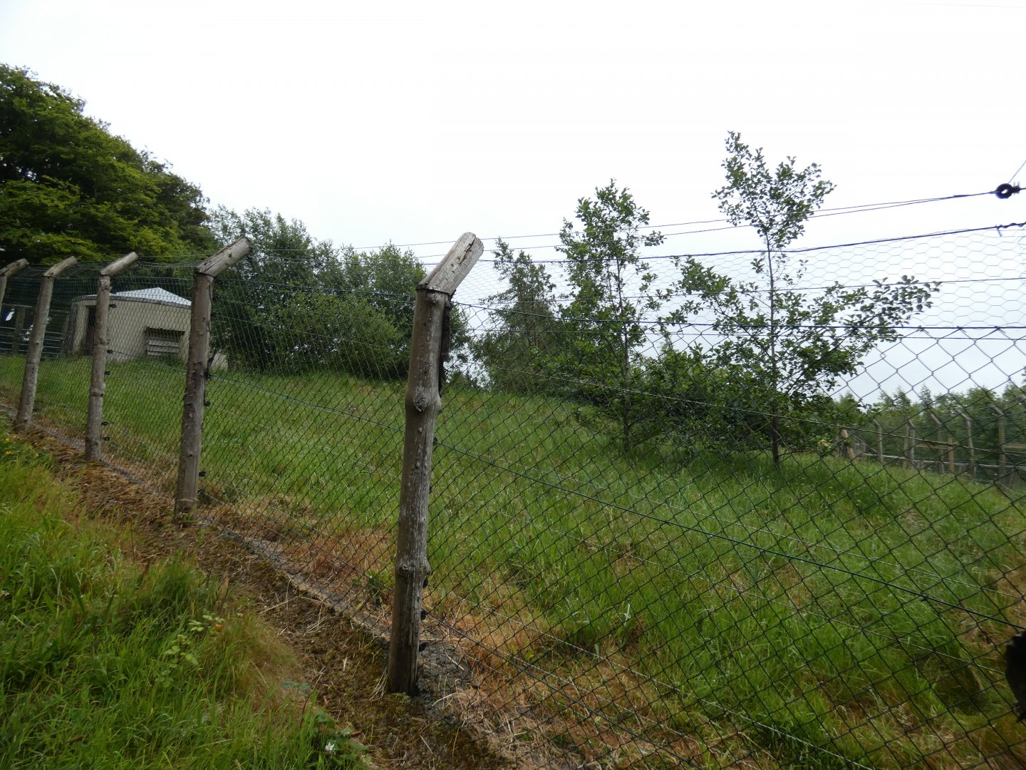 Corsac fox enclosure