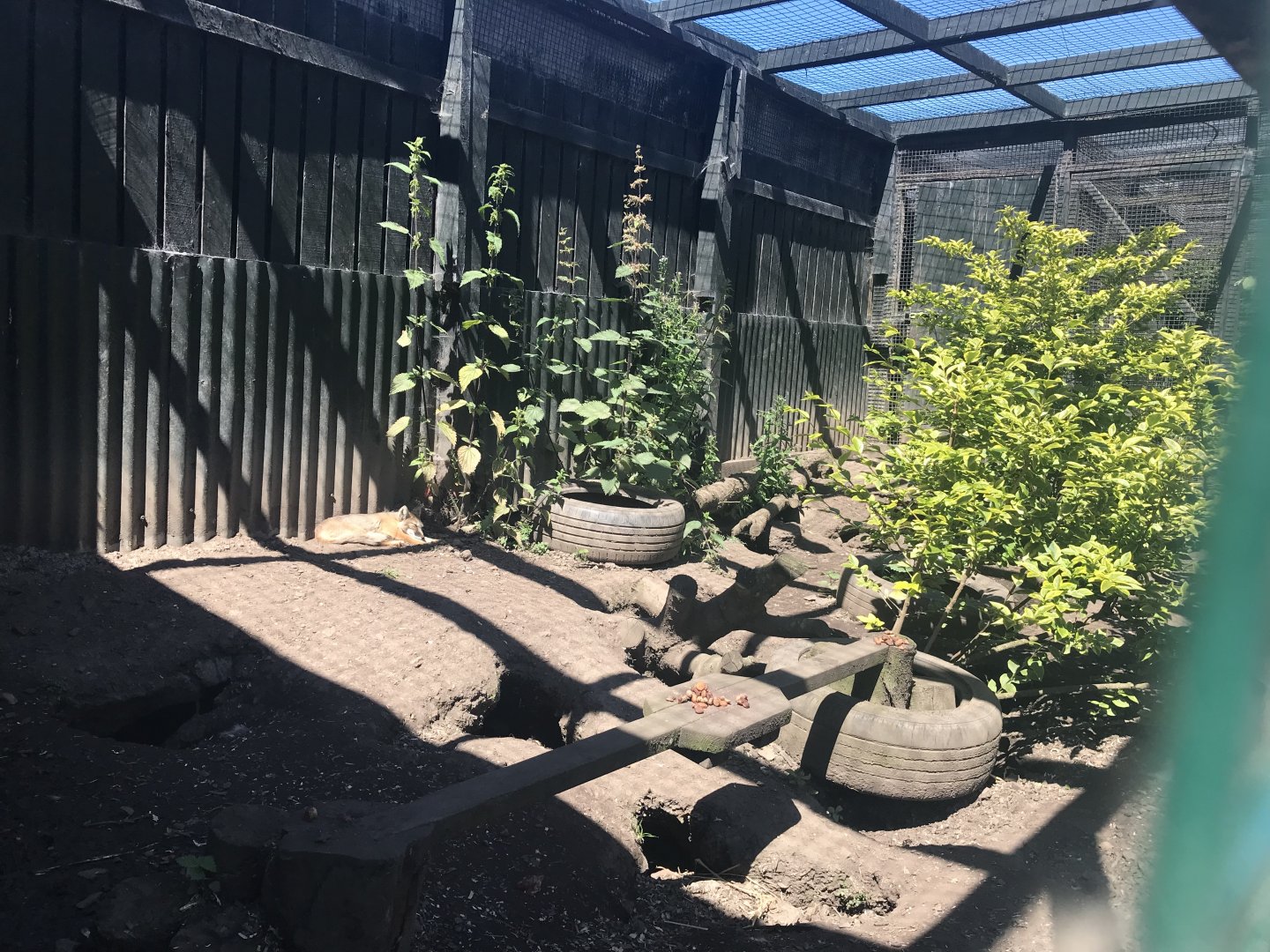 Corsac fox enclosure