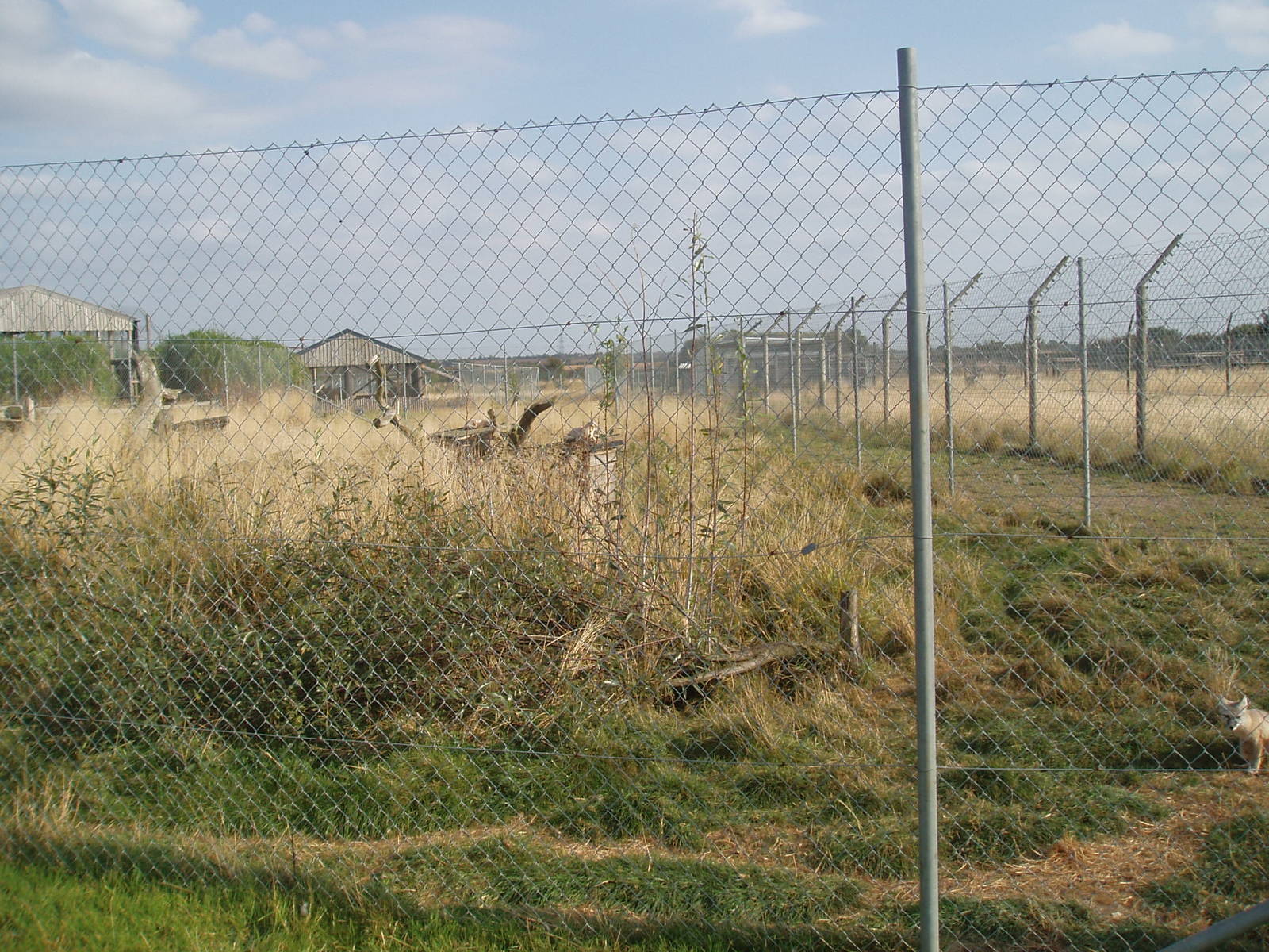 Corsac fox enclosure
