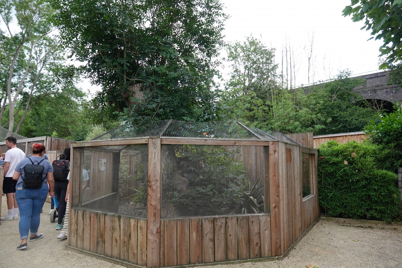 Corsac fox enclosure