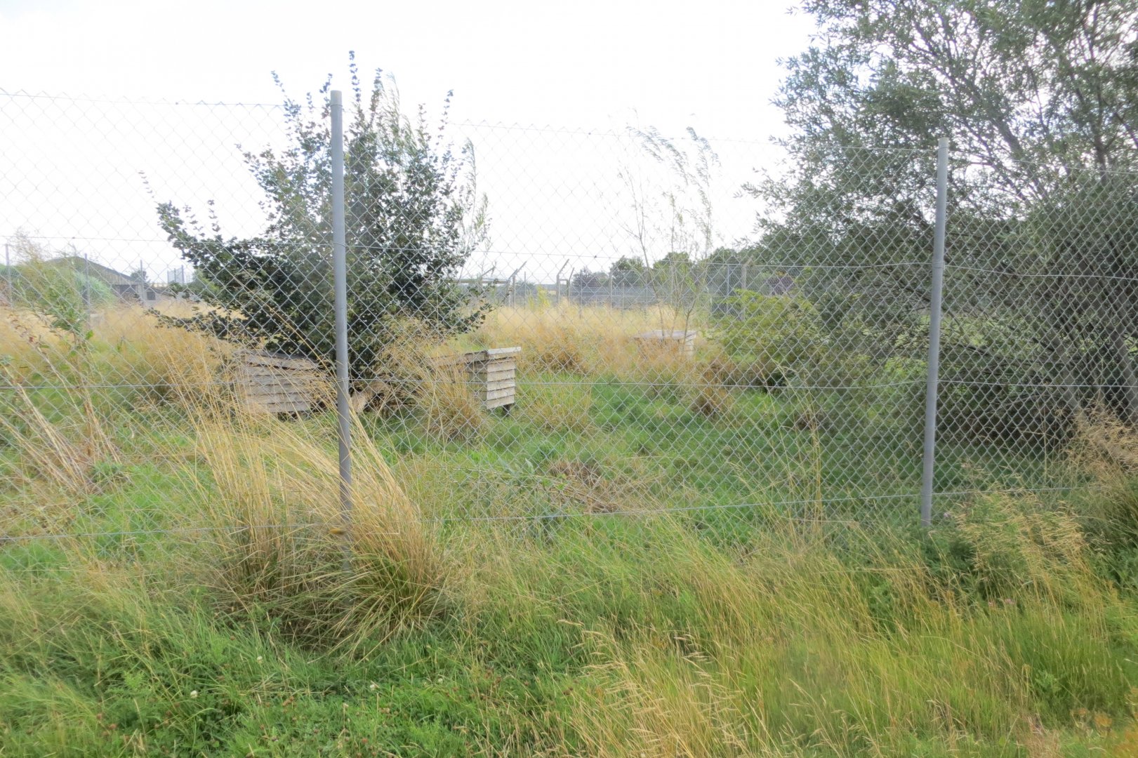 Corsac fox exhibit 100819